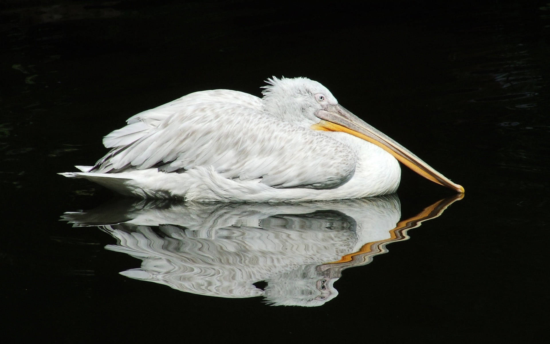 Pelican On A Black Tablet Background