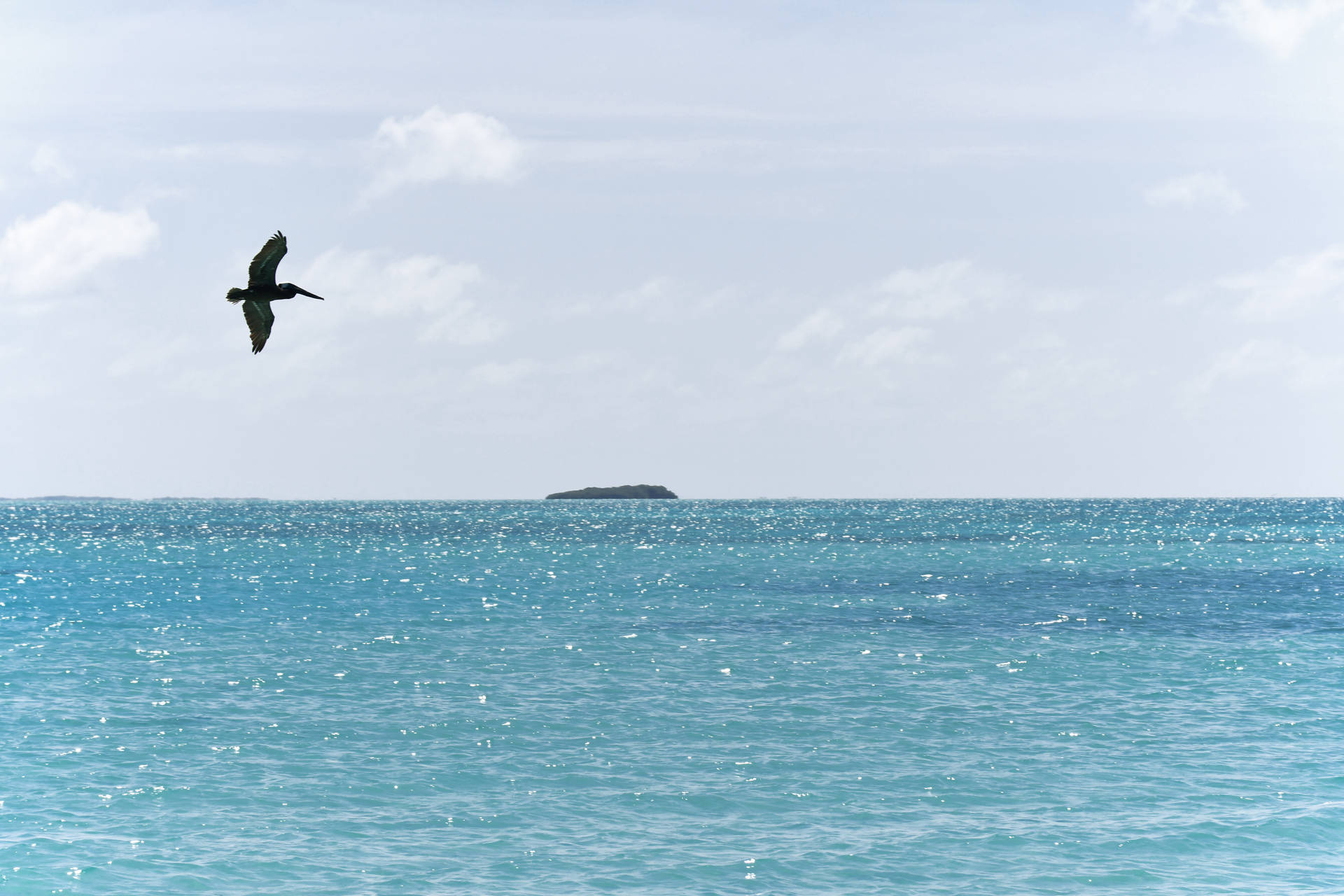 Pelican On Venezuela's Ocean Background