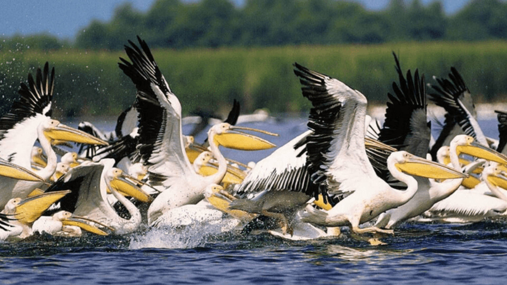 Pelicans In Danube Delta Romania Background