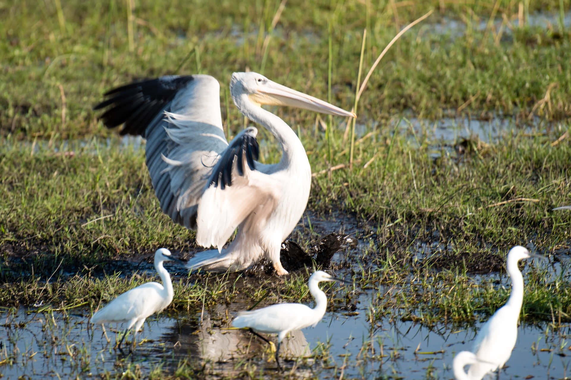 Pelicans Of Okavango Delta