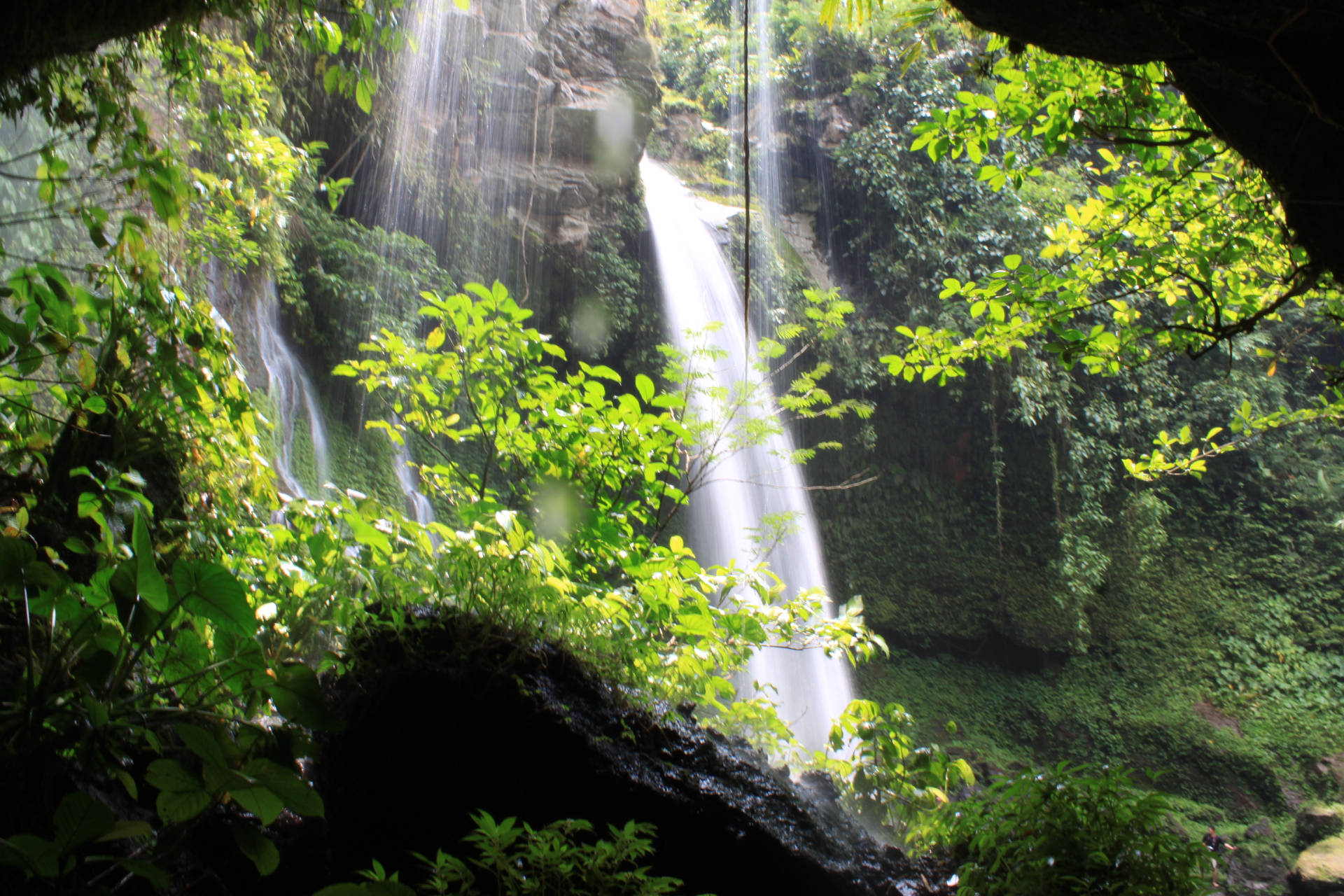 Pemandangan Forest Waterfalls Background