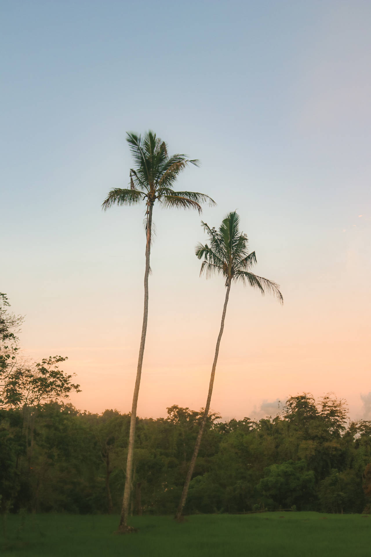 Pemandangan Palm Tree Background
