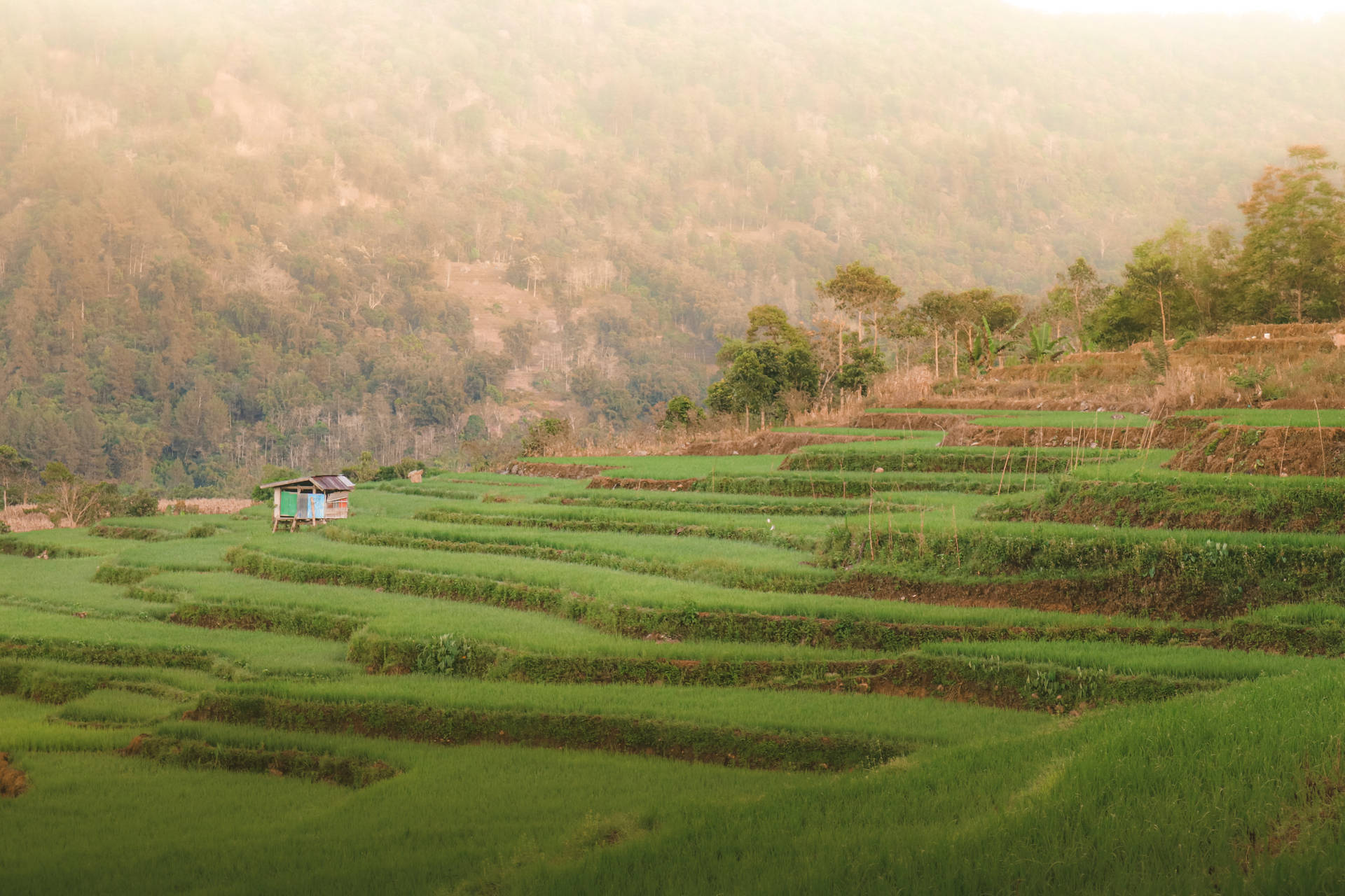 Pemandangan Rice Terraces