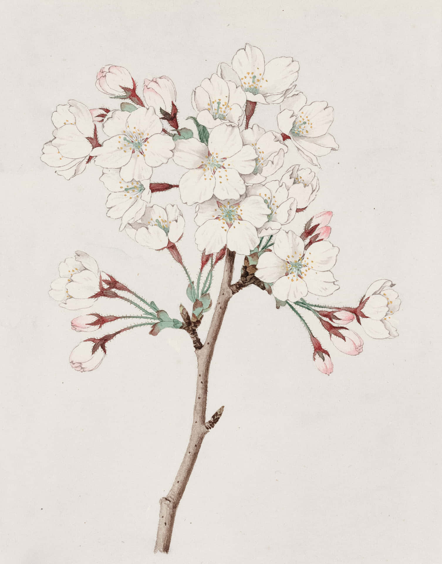 Pen And Ink Sketch Of A Beautiful Pink Flower Background