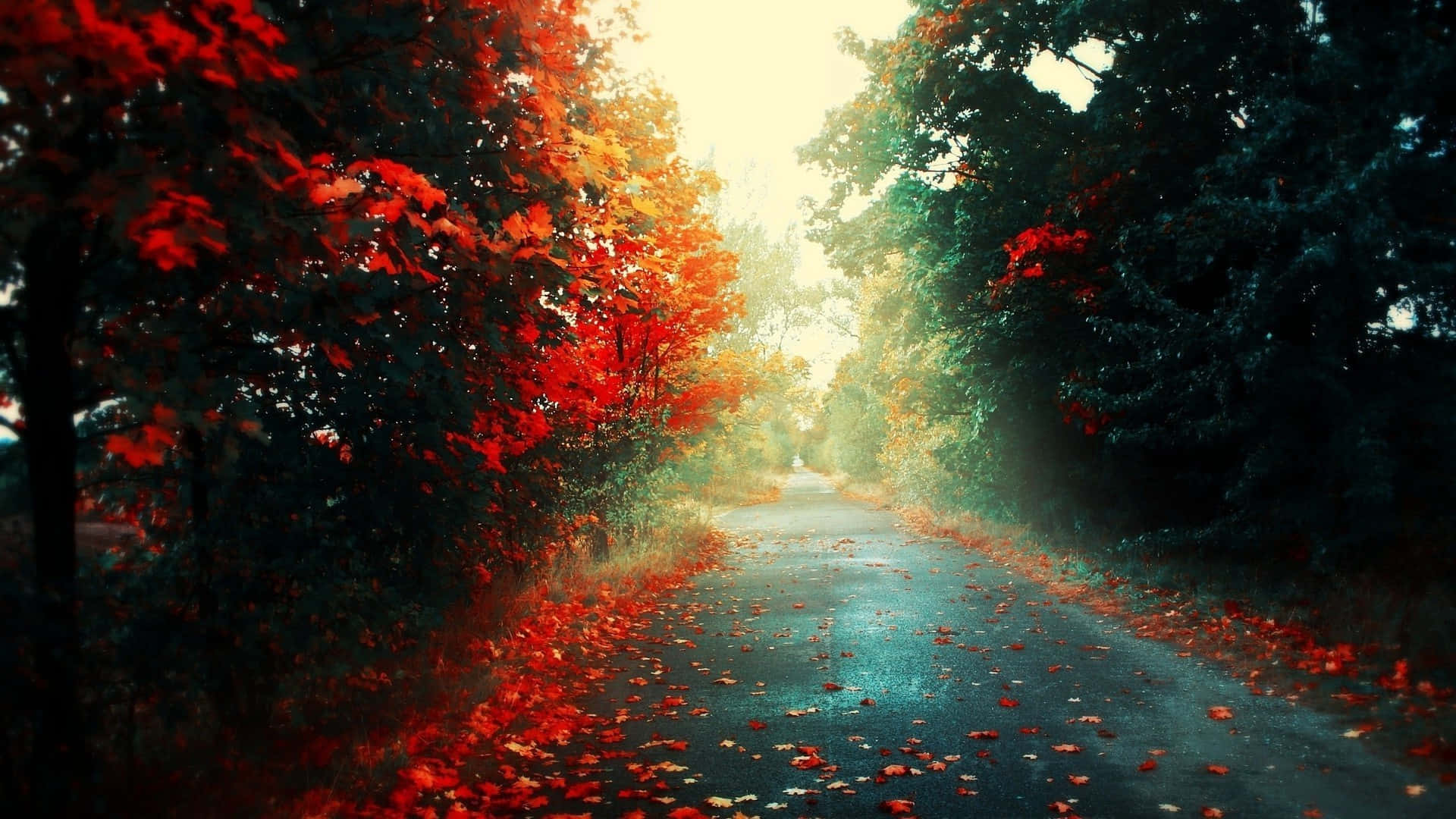 Penetrating The Depths Of An Ethereal Red Forest. Background