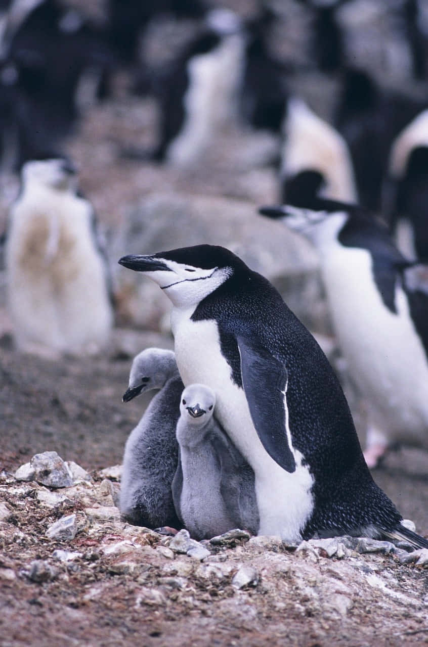 Penguin Mother Bird Background