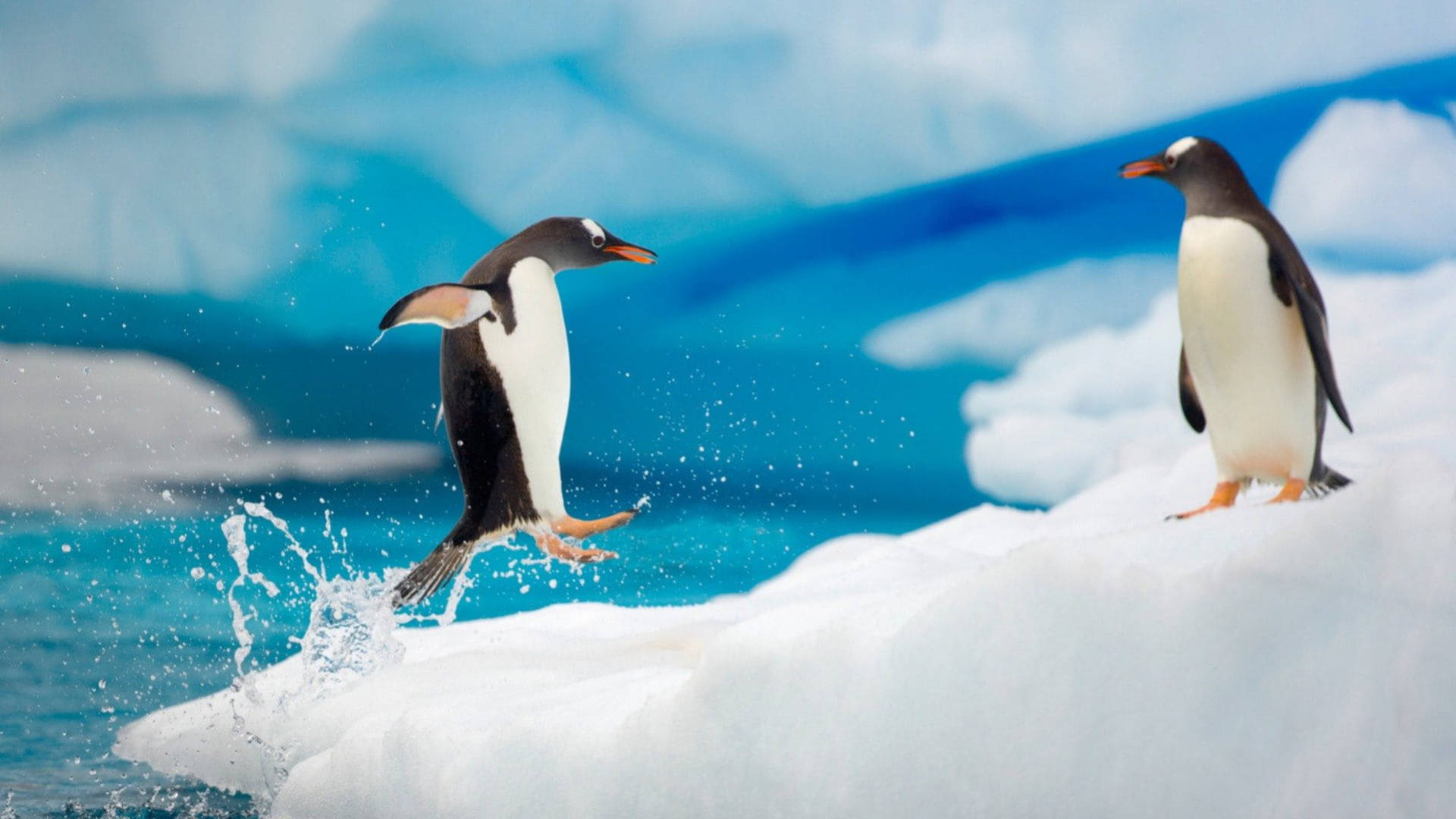 Penguins In Cold Antarctic Winter Background