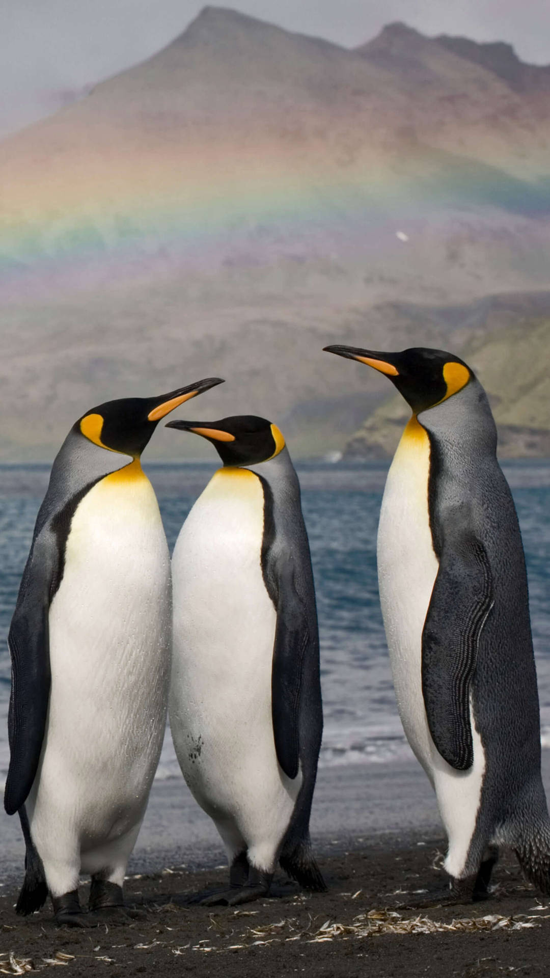 Penguins Standing 2160x3840 Background