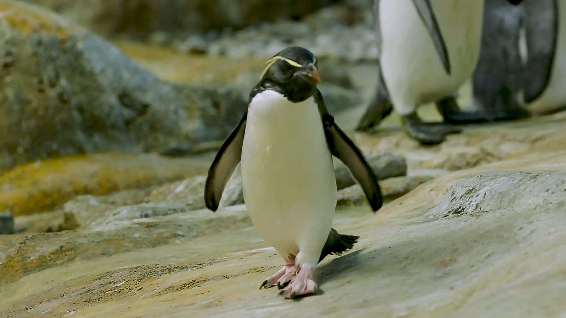 Penguins Walking On Rocks In An Enclosure