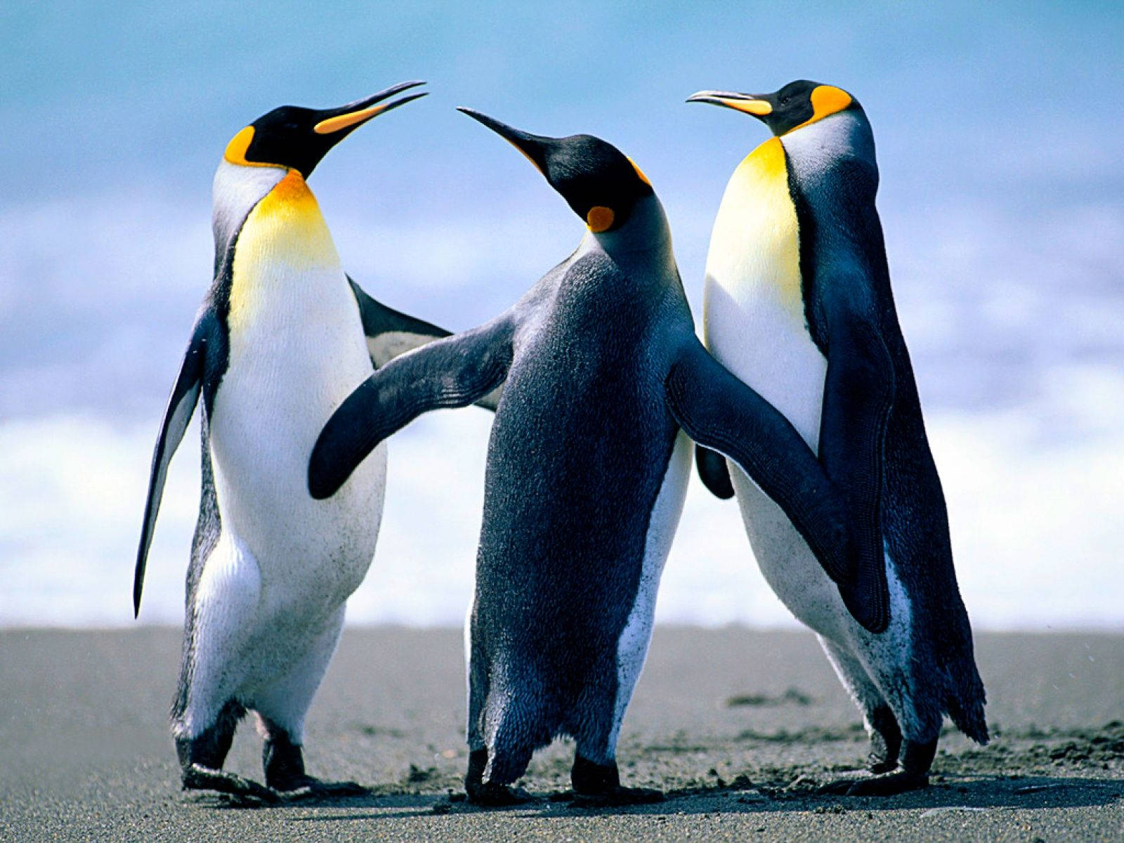 Penguins Windows Background