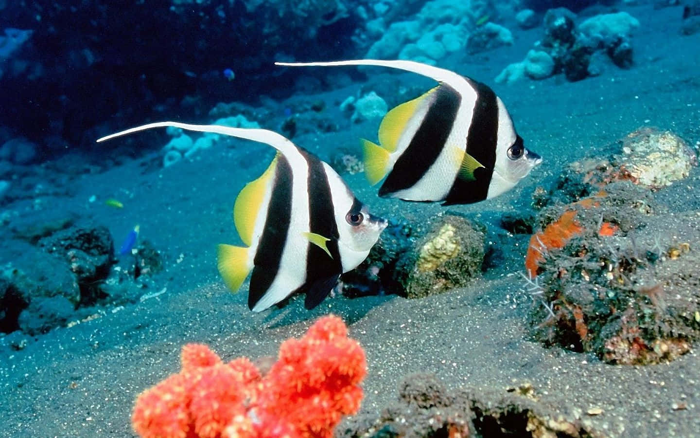 Pennant Coralfish At Sea Fish Desktop
