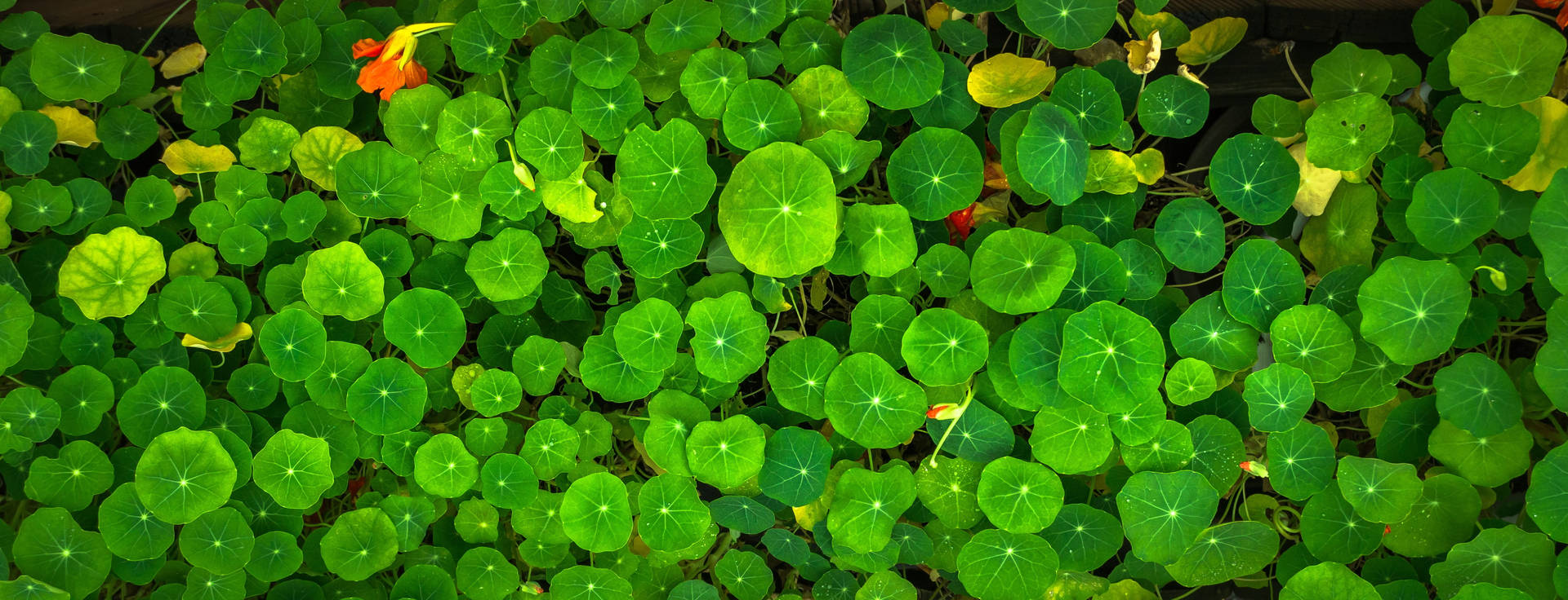Pennywort Green Leaves Background