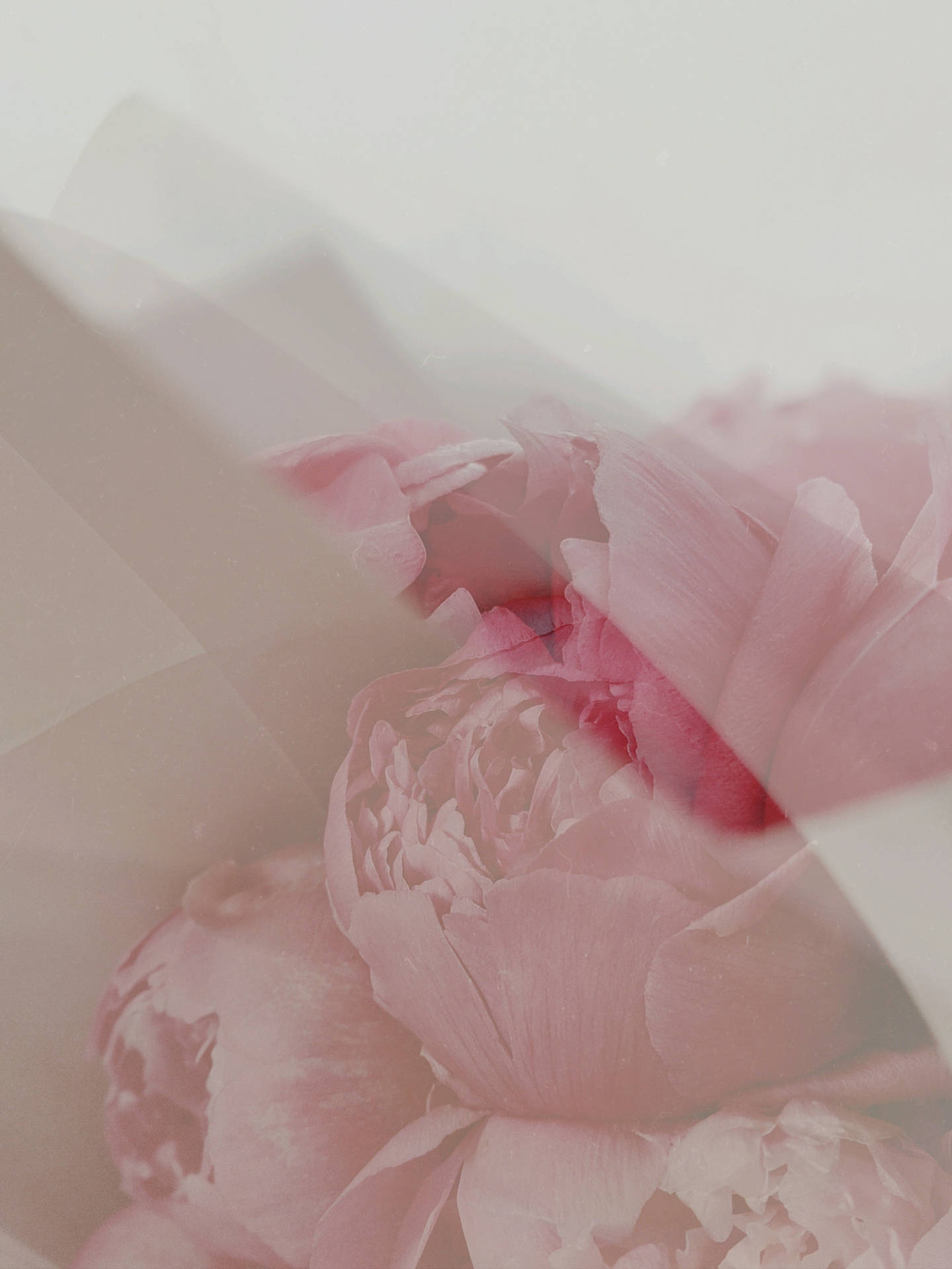 Peonies Pink Flowers Aesthetic Photo Filter