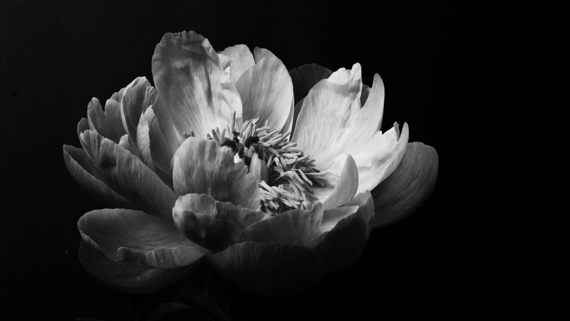 Peony Black Aesthetic Tumblr Laptop Background