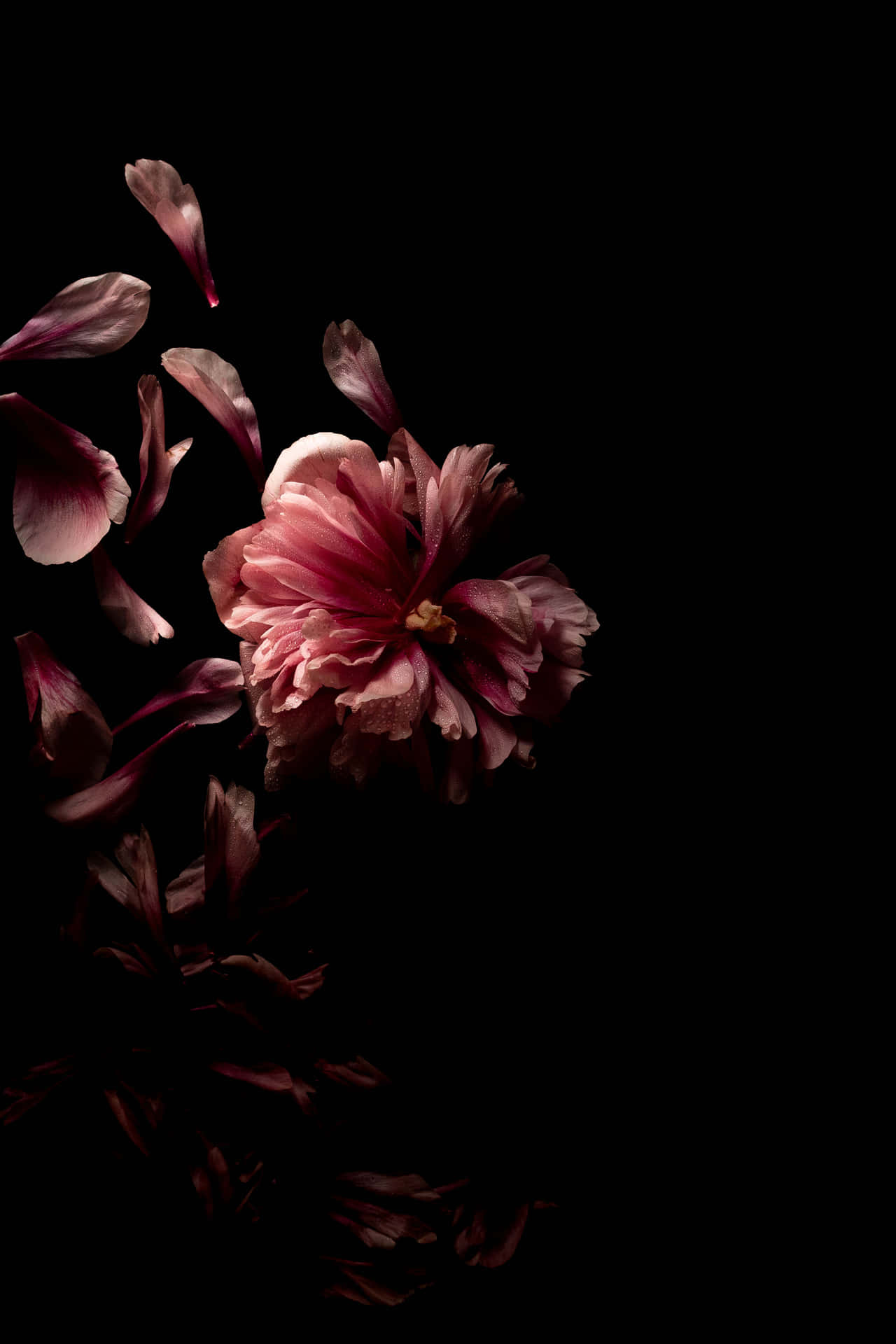 Peony Black And Pink Flower Background