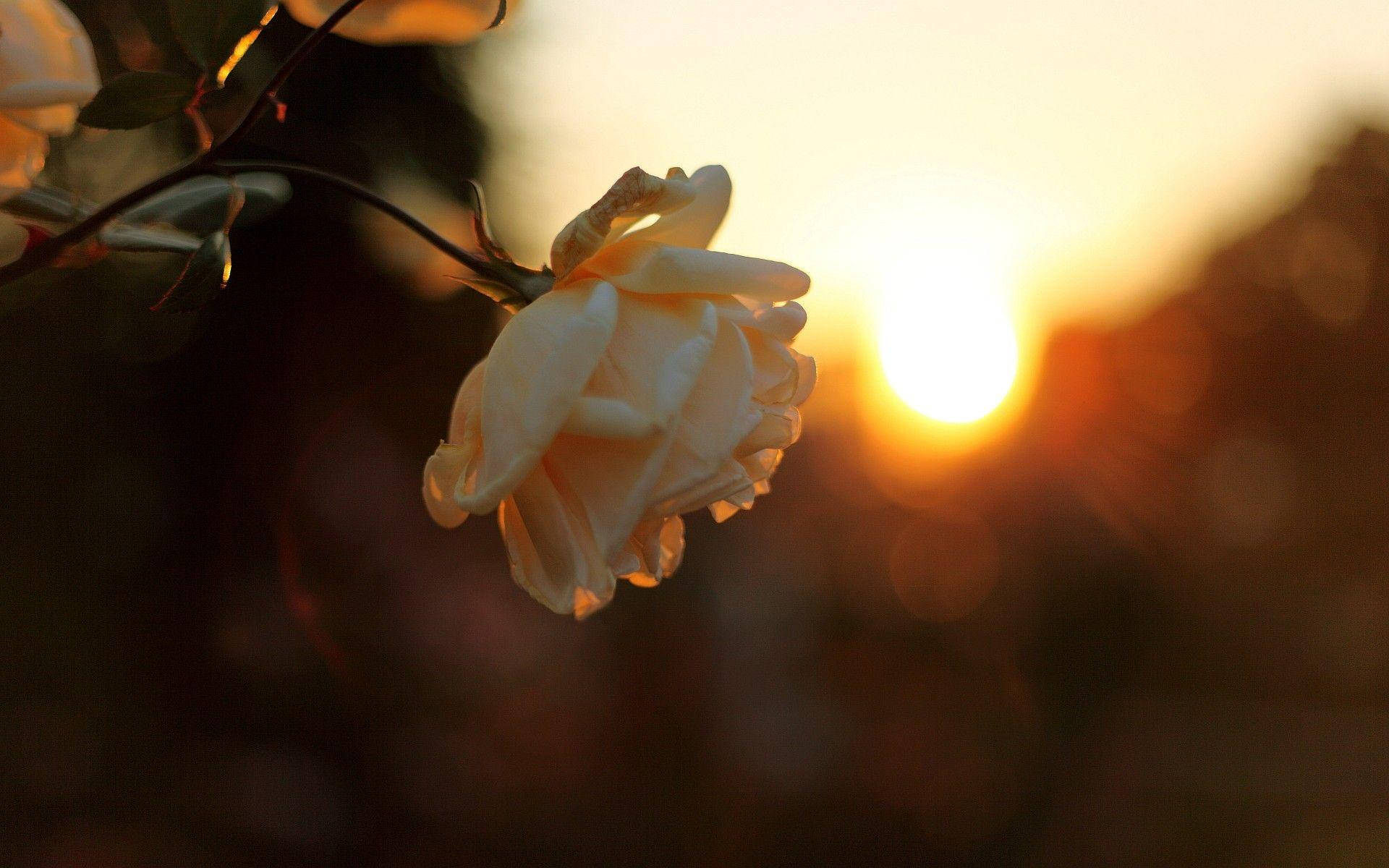 Peony During Sunset Background