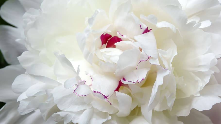 Peony Flower Low Tonal Contrast Background