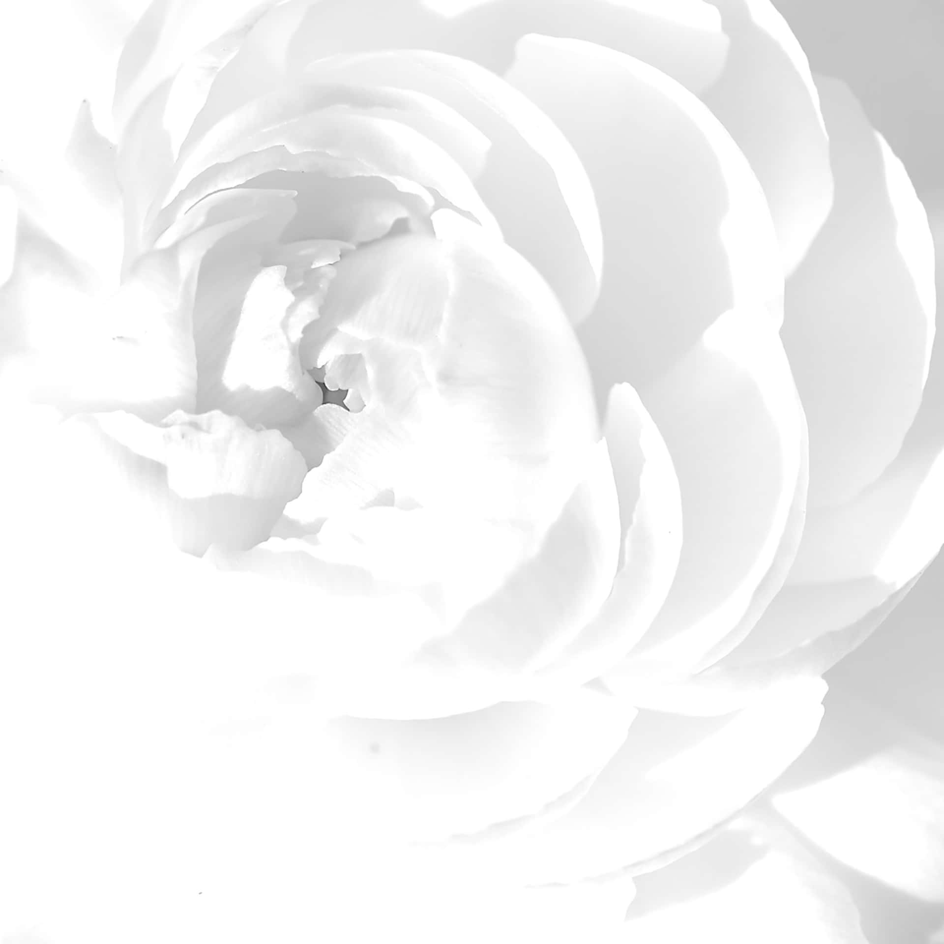 Peony Flower White Ipad Background