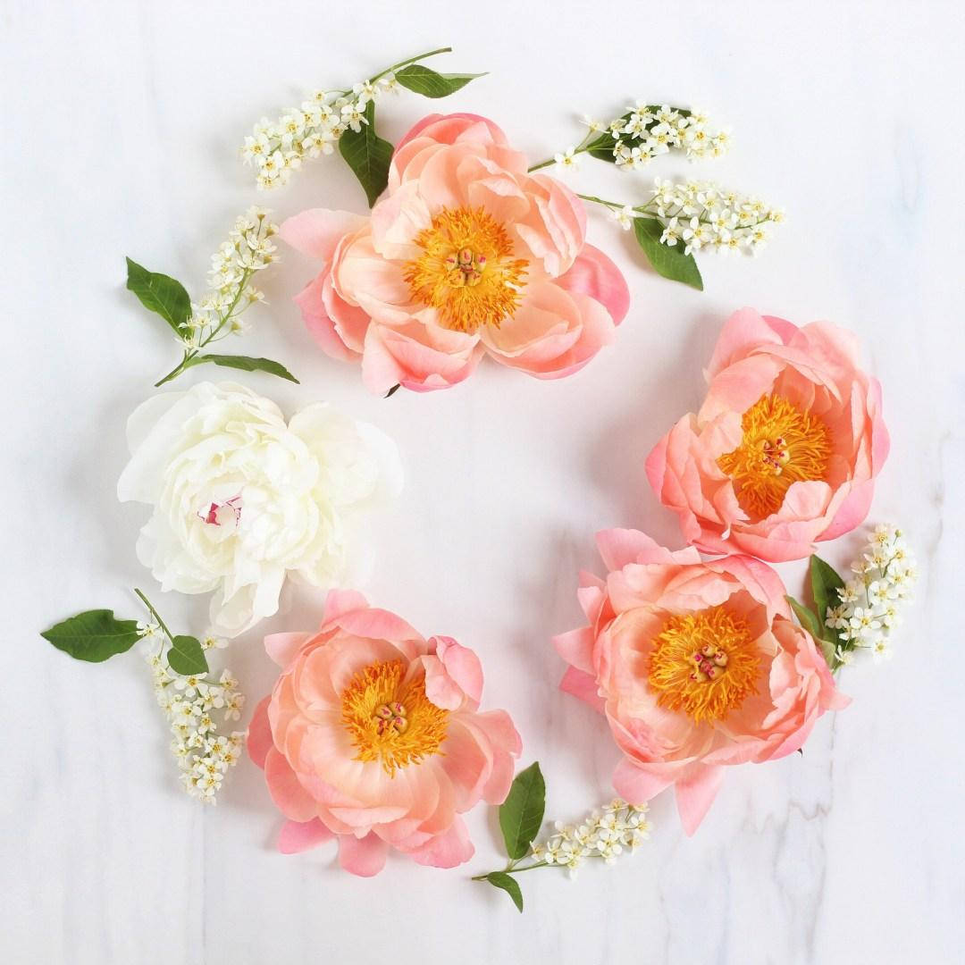 Peony Flower Wreath Background