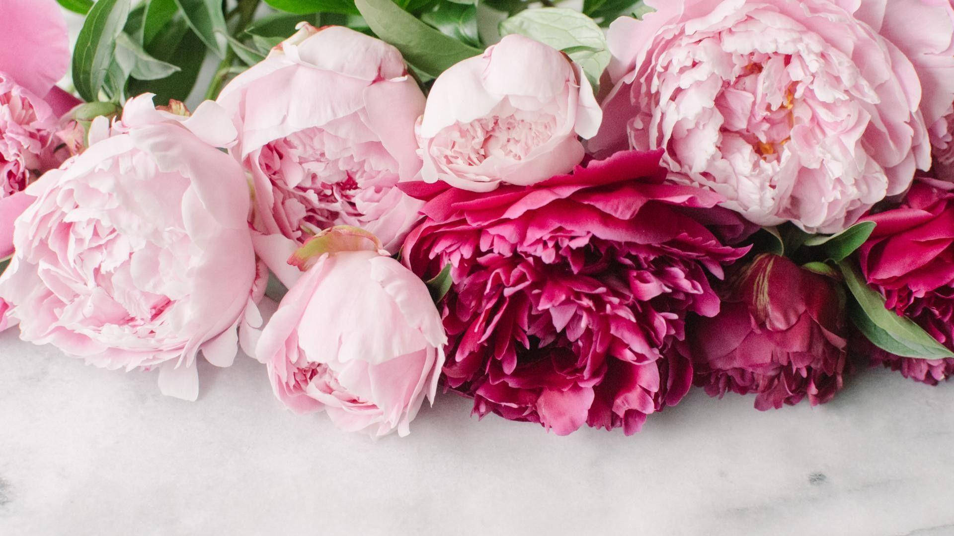 Peony Flowers In Shades Of Pink Background