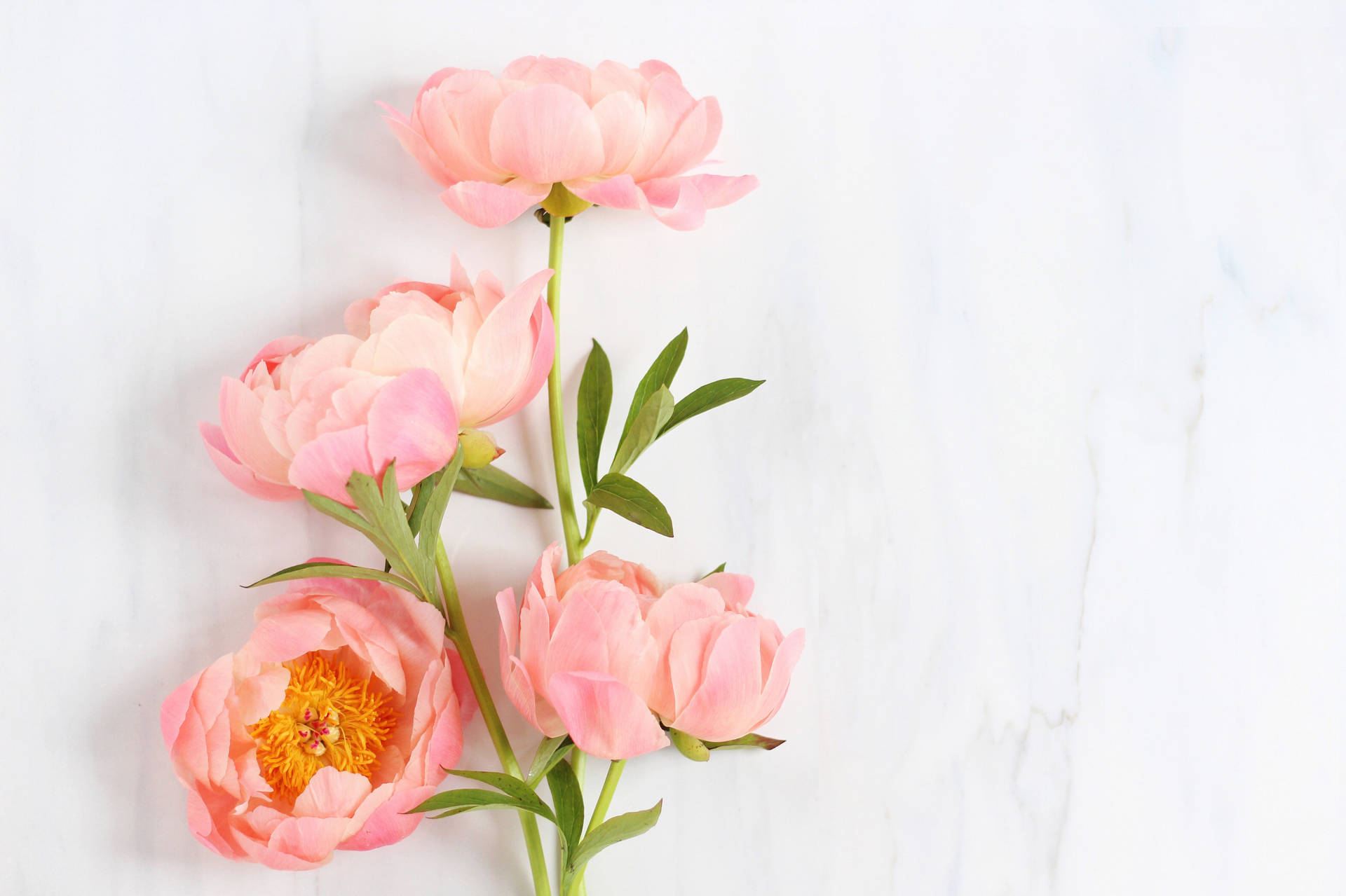 Peony Flowers On Marble Surface