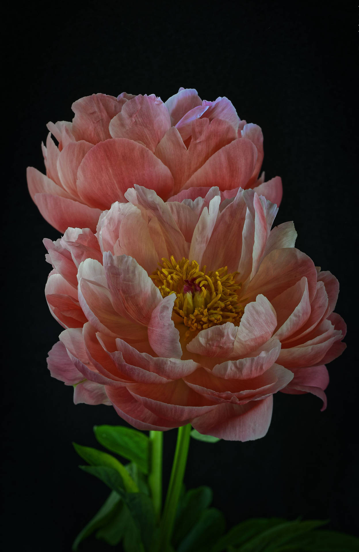 Peony Flowers With Black Background Background