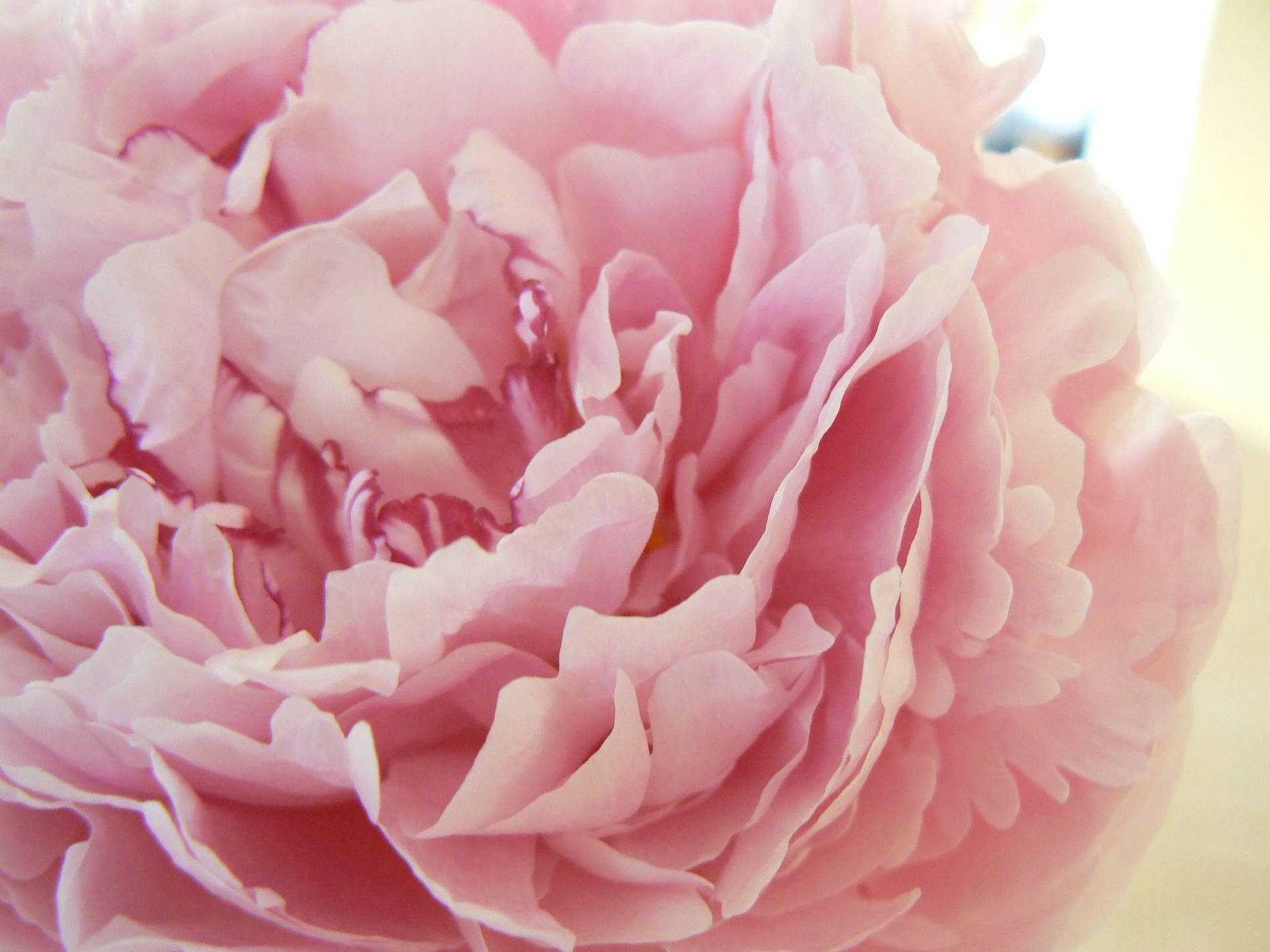 Peony Petals In Pink Background