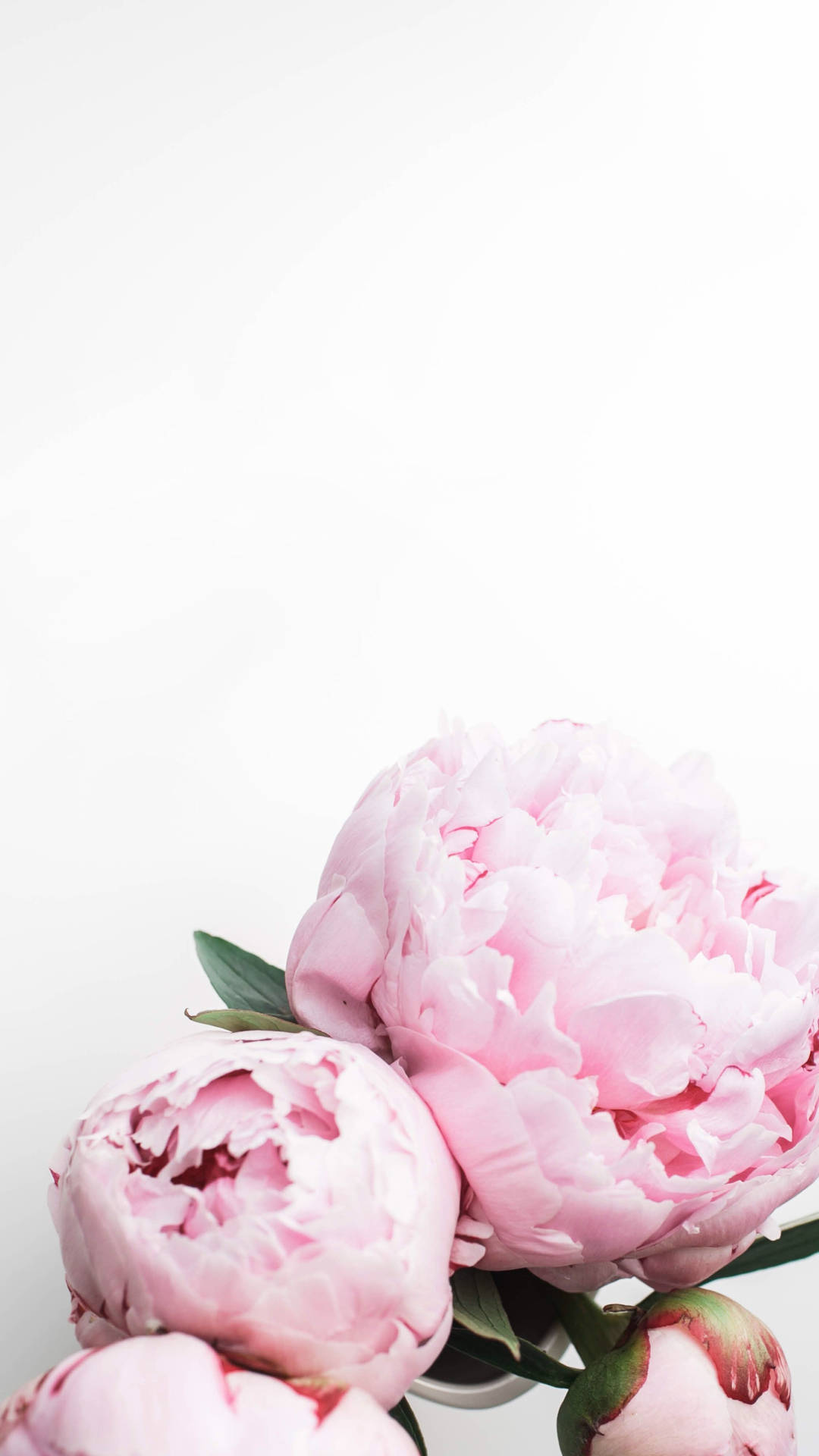 Peony With White Background