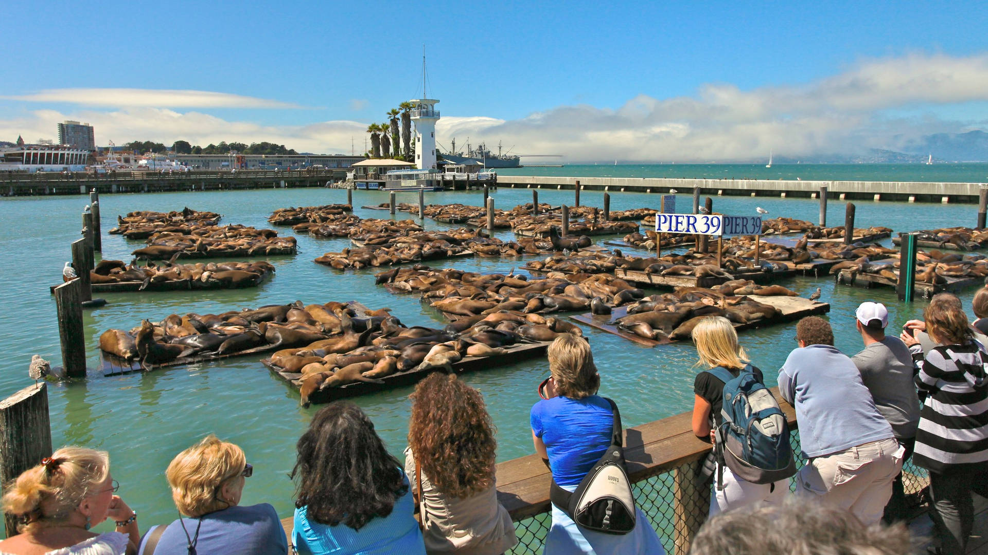 People And Sea Lions At Fishermans Wharf