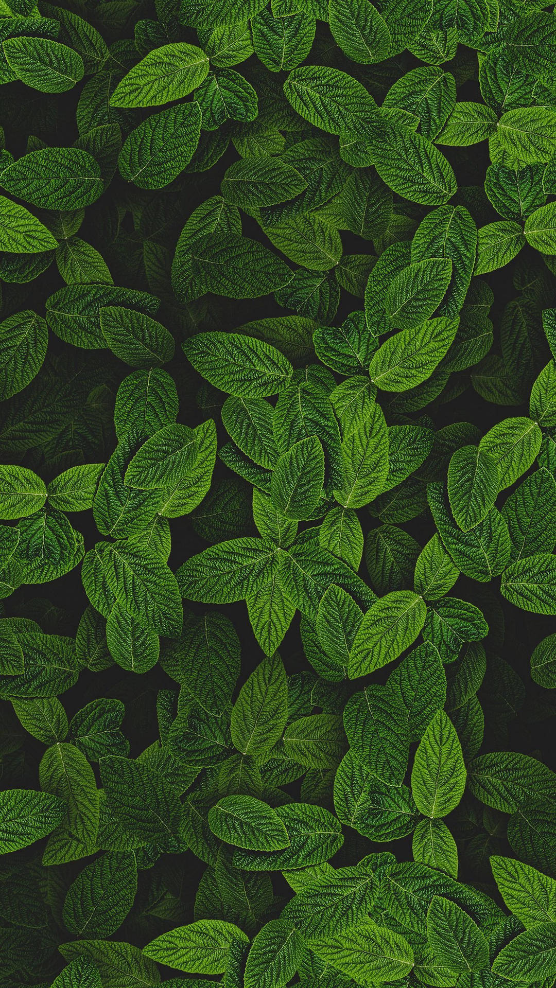 Peppermint Mint Plant Background