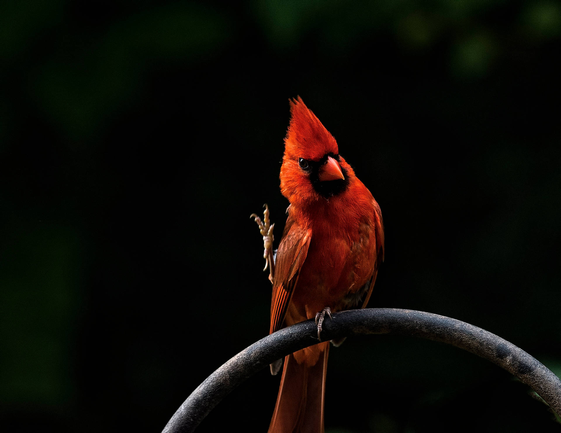 Perched Cardinal Bird Background