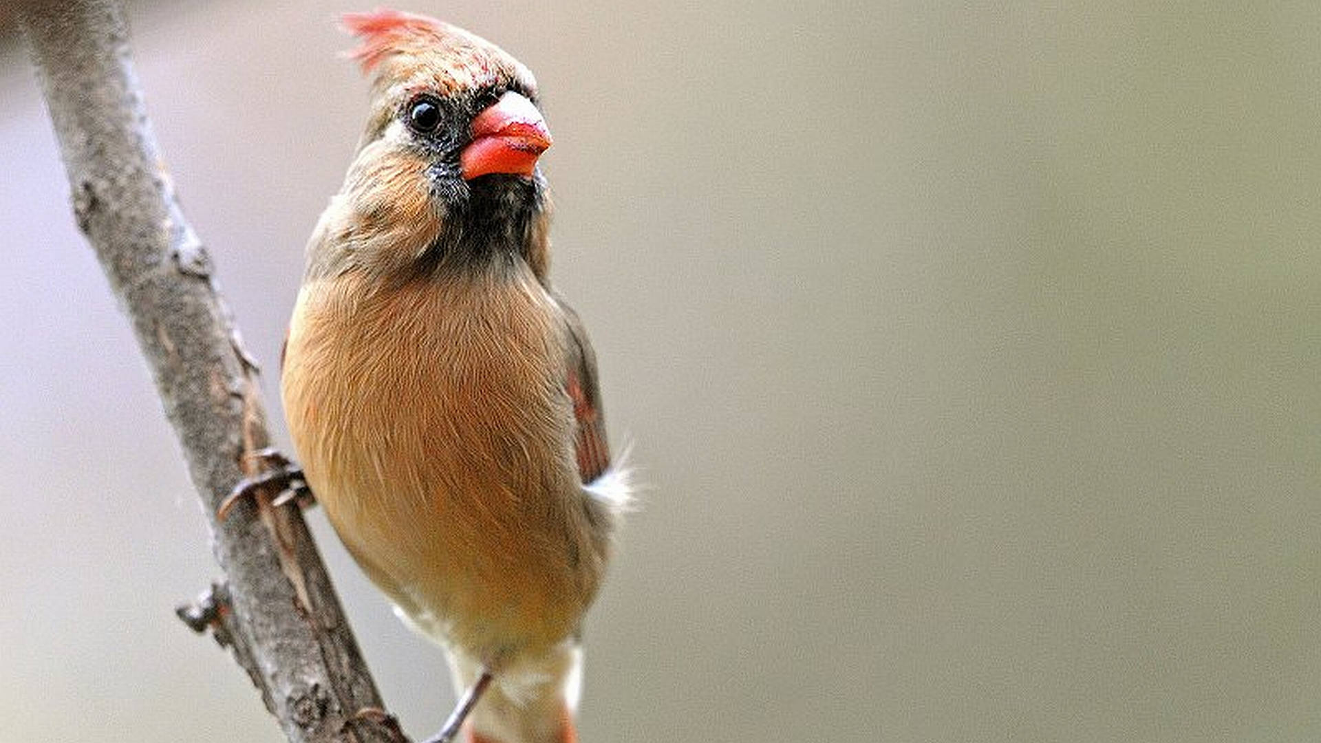 Perched Female Cardinal Background