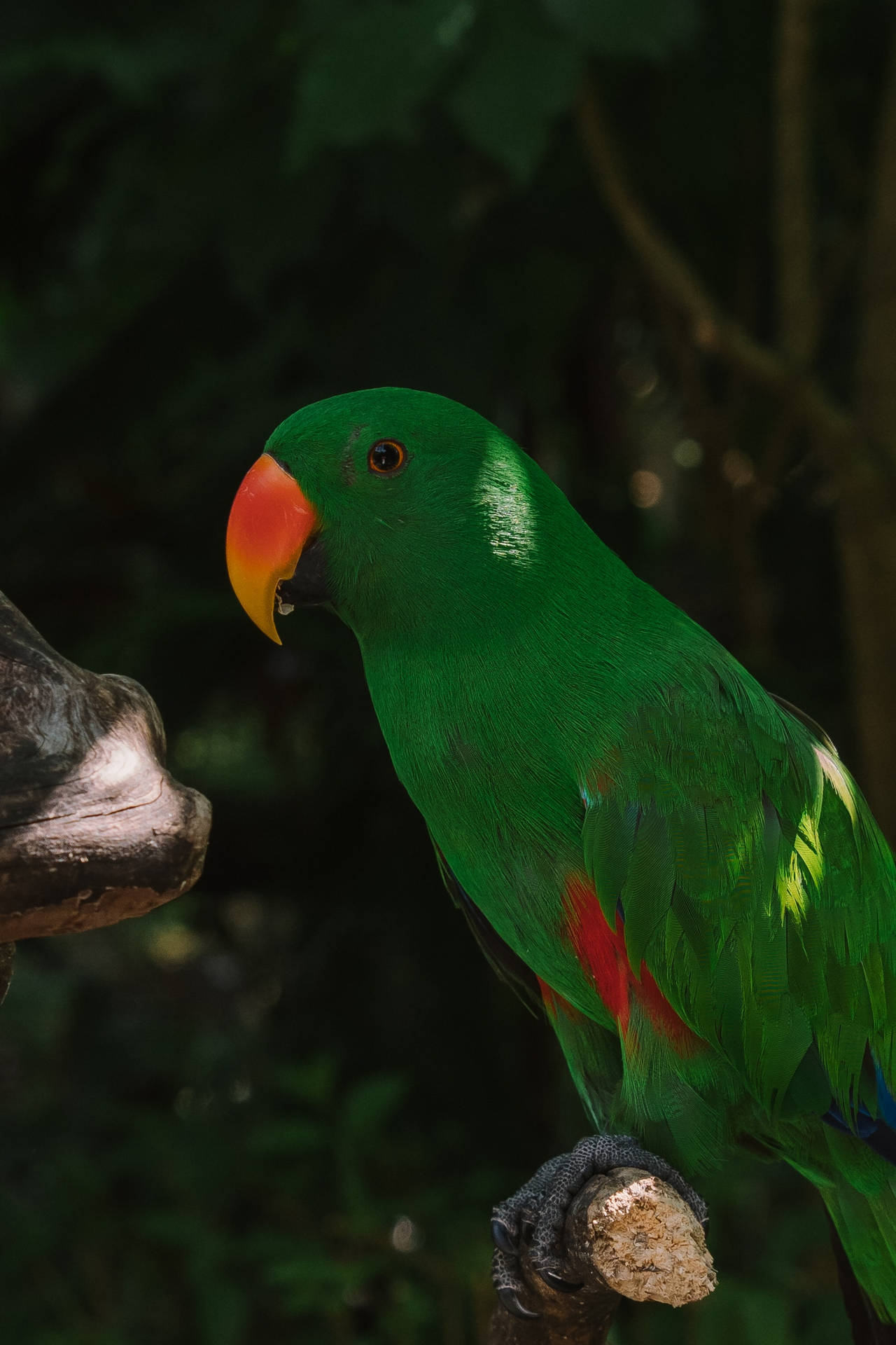 Perched Green Parrot Hd