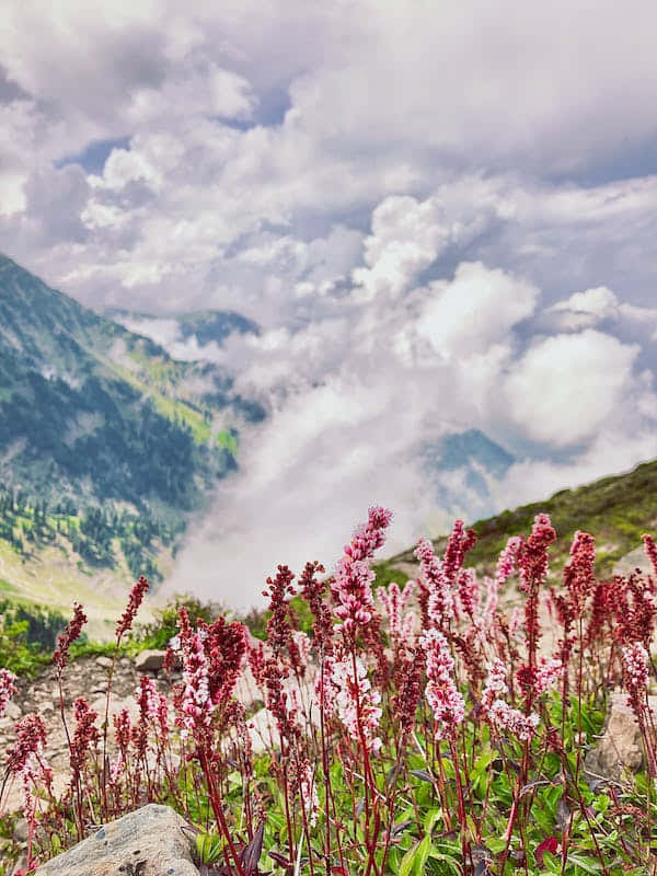 Perennial Blooms On A Sunny Day