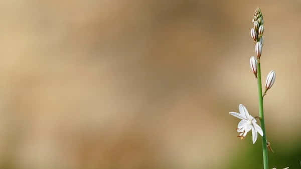 Perennial Flower That Is About To Bloom