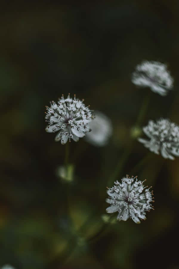 Perennial Flowers Captured In The Dark Background