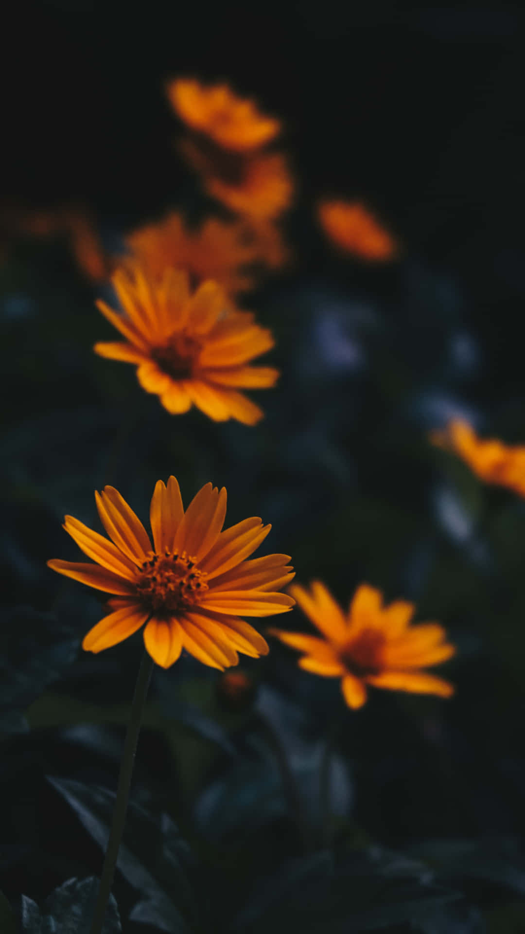 Perennial Flowers In The Dark Background