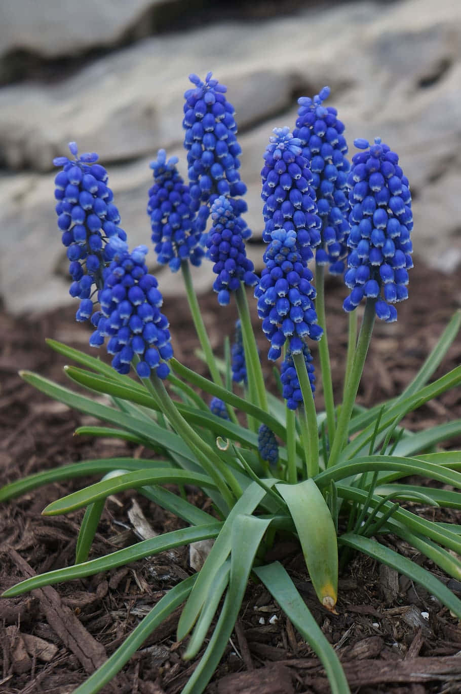 Perennial Flowers On Soil Background