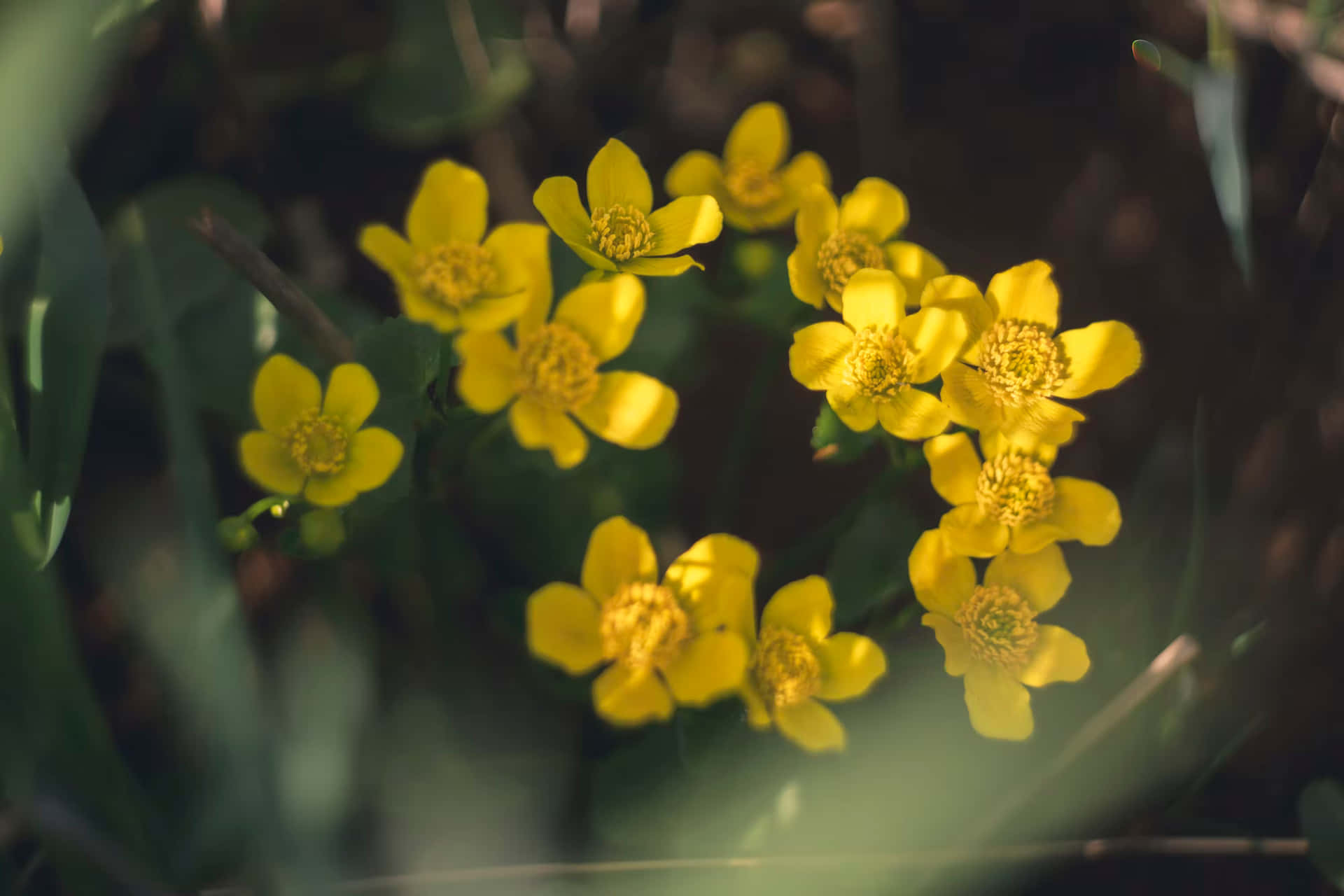 Perennial Flowers With Dark Filter Background