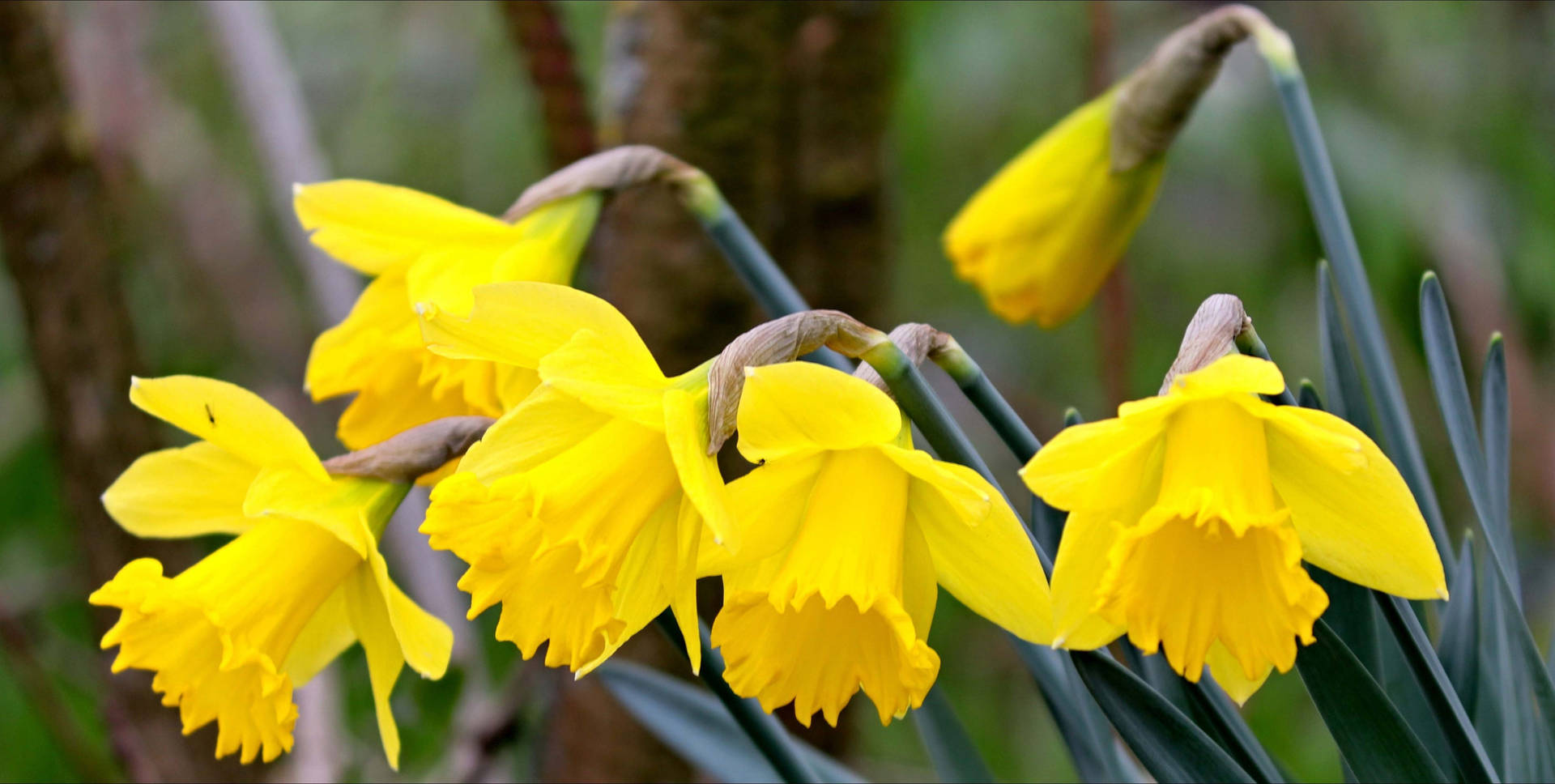 Perennial Narcissus Flowers Background