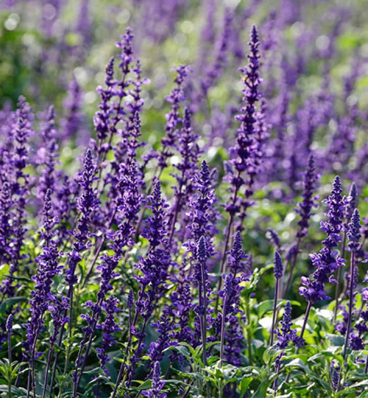 Perennial Scent Of The Lavender Flowers