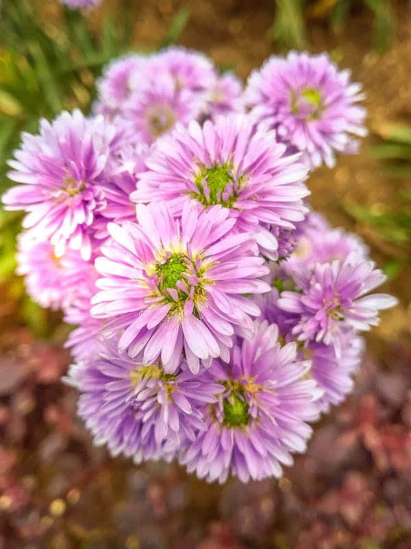 Perennial Smell Of Flowers With A Cute Color Background
