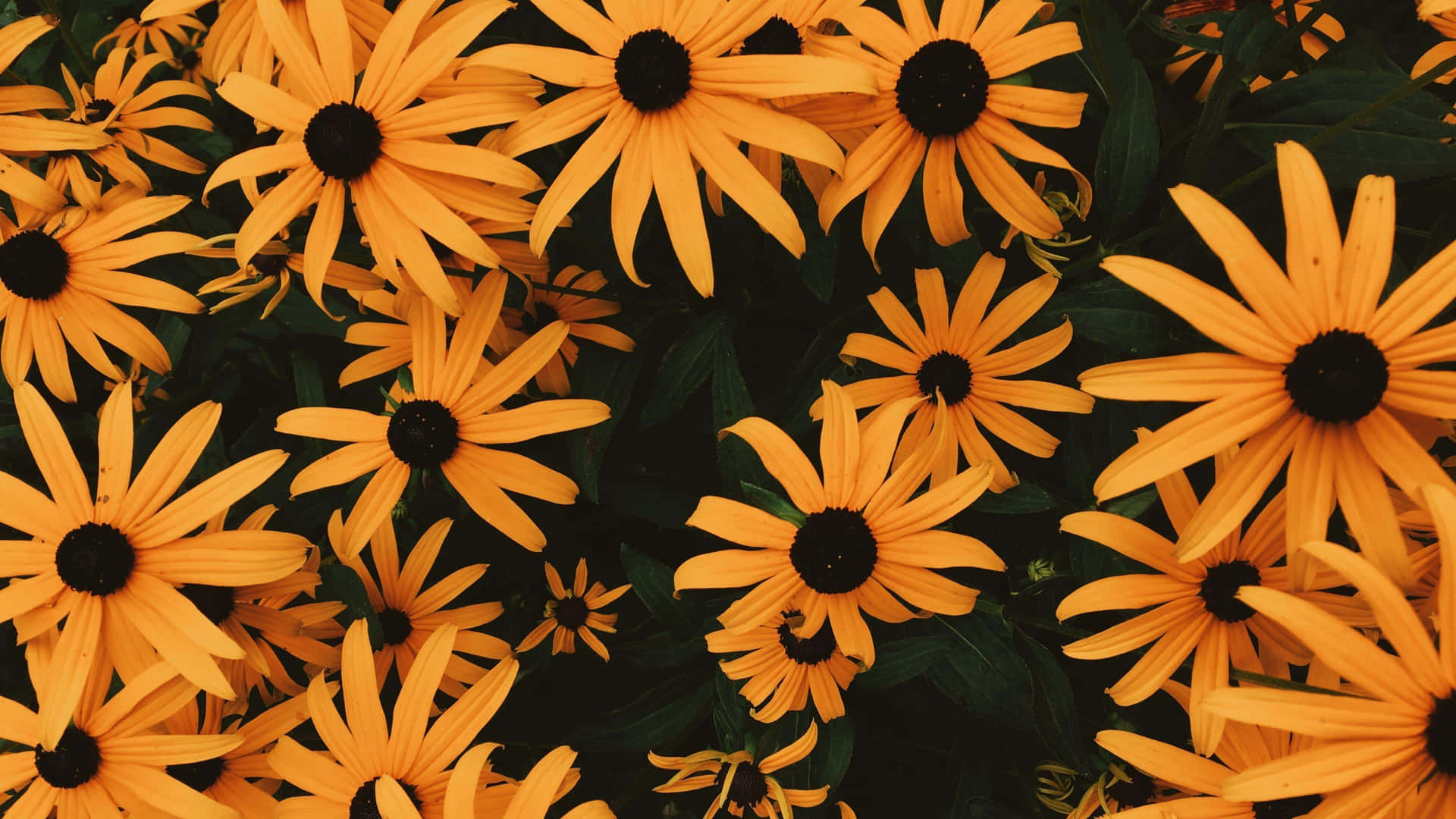 Perennials In Yellow Aesthetic Flower Desktop Background