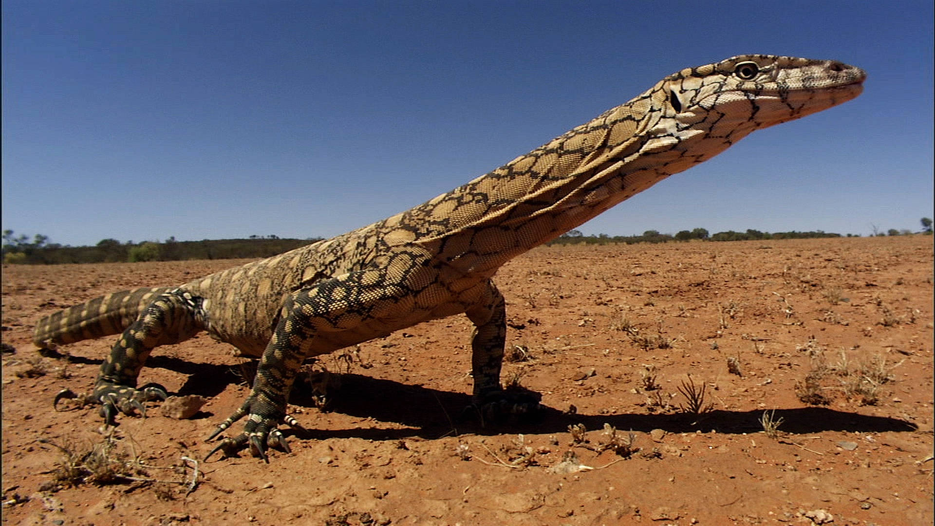 Perentie Largest Monitor Lizard In Australia