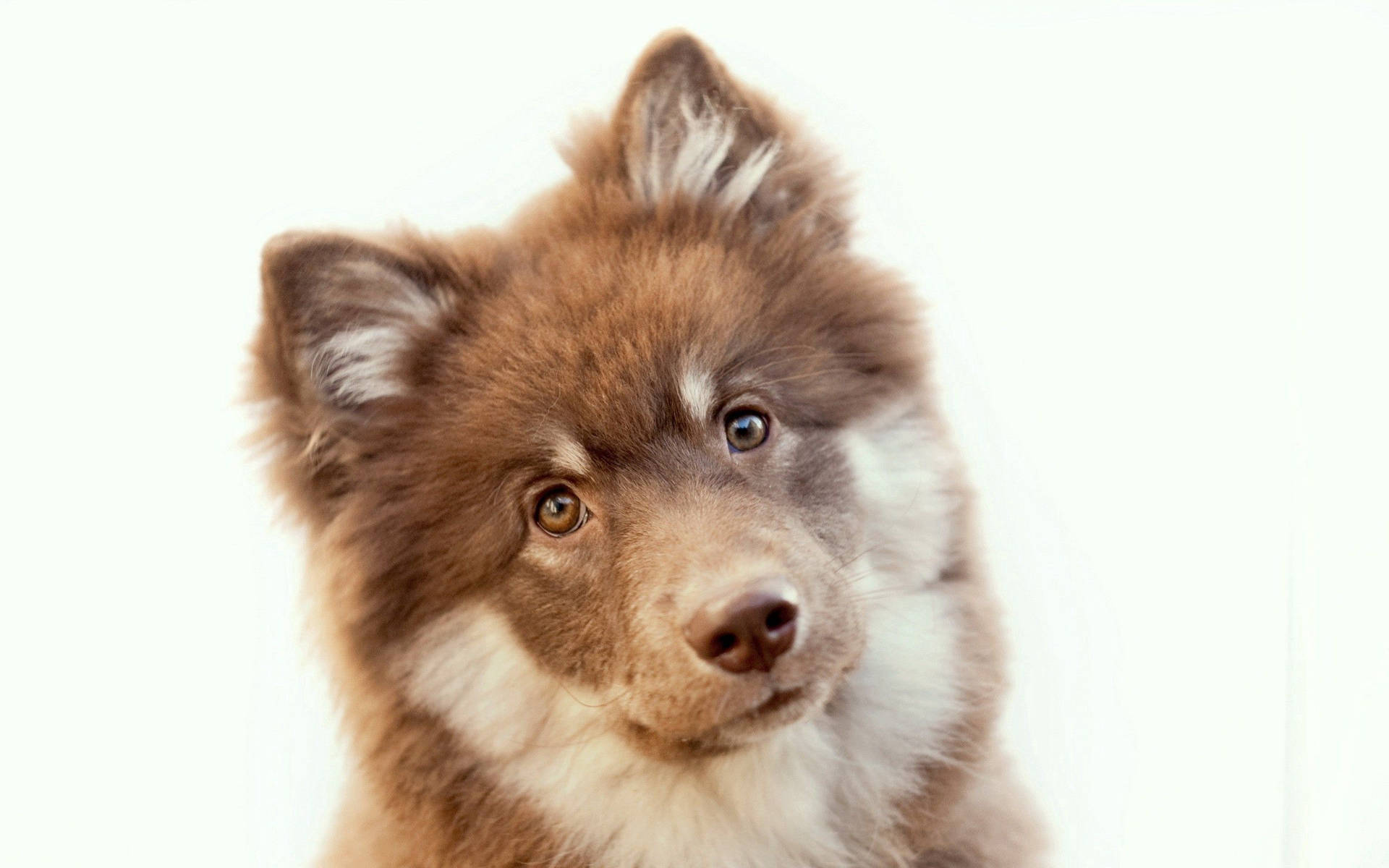 Perfect Puppy Face Portrait Background
