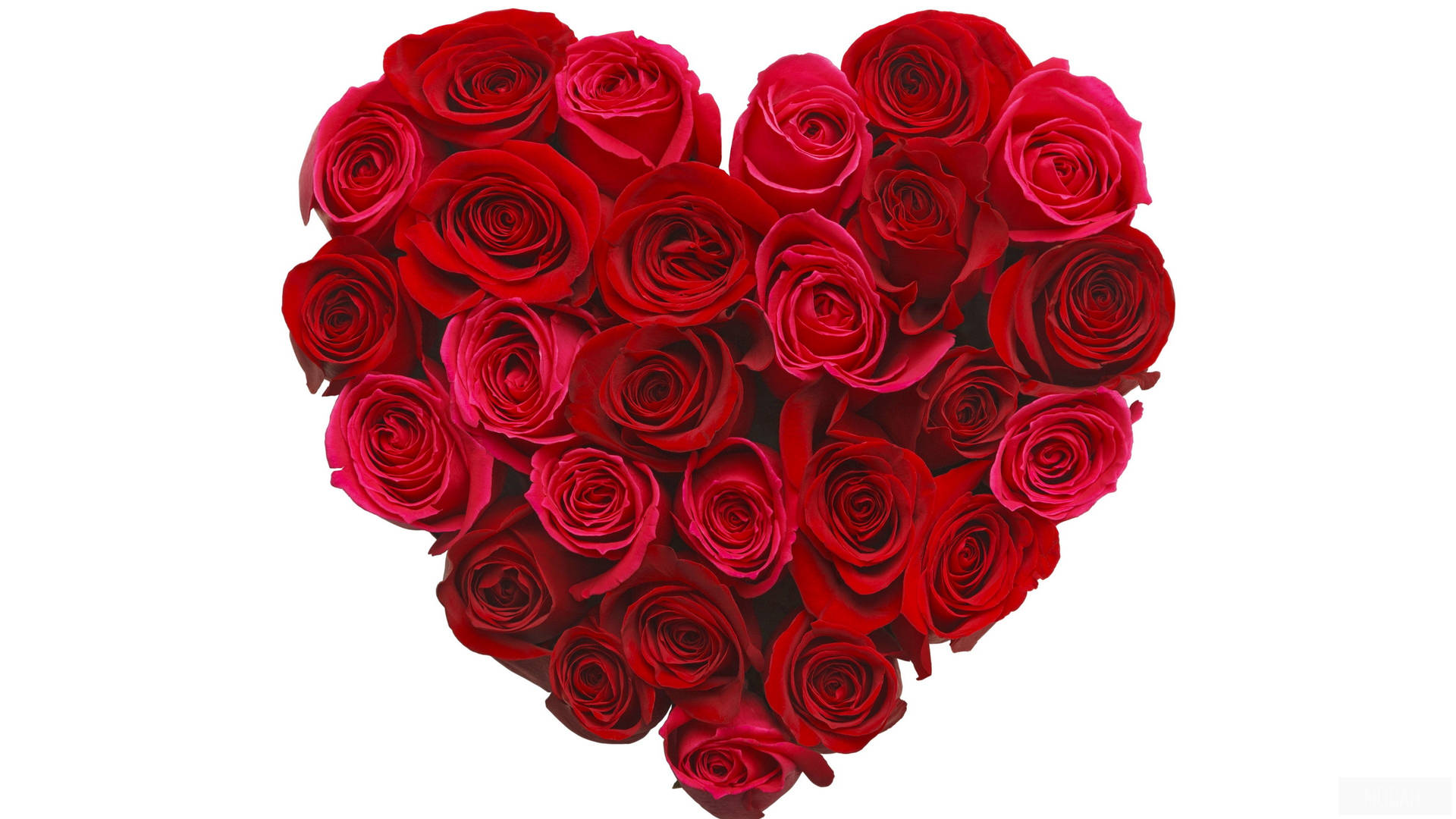 Perfect Rose Flower Heart Background