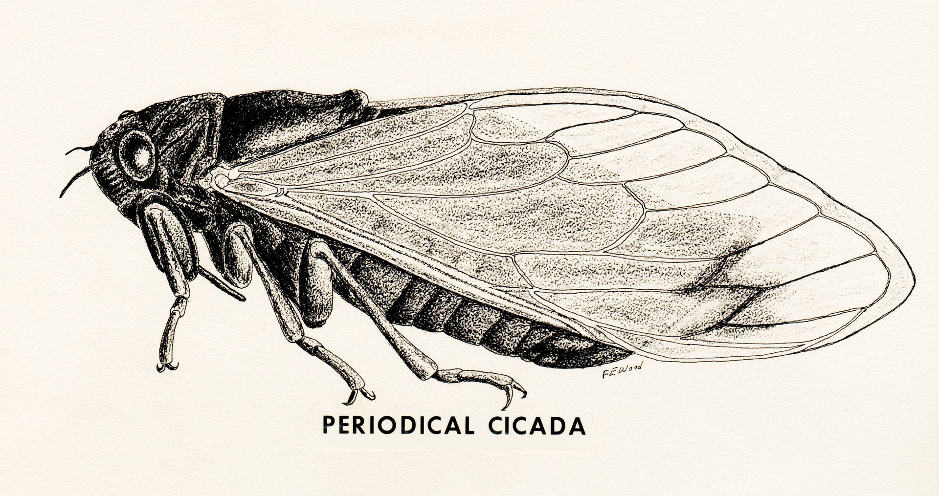 Periodical Cicada Illustration Background