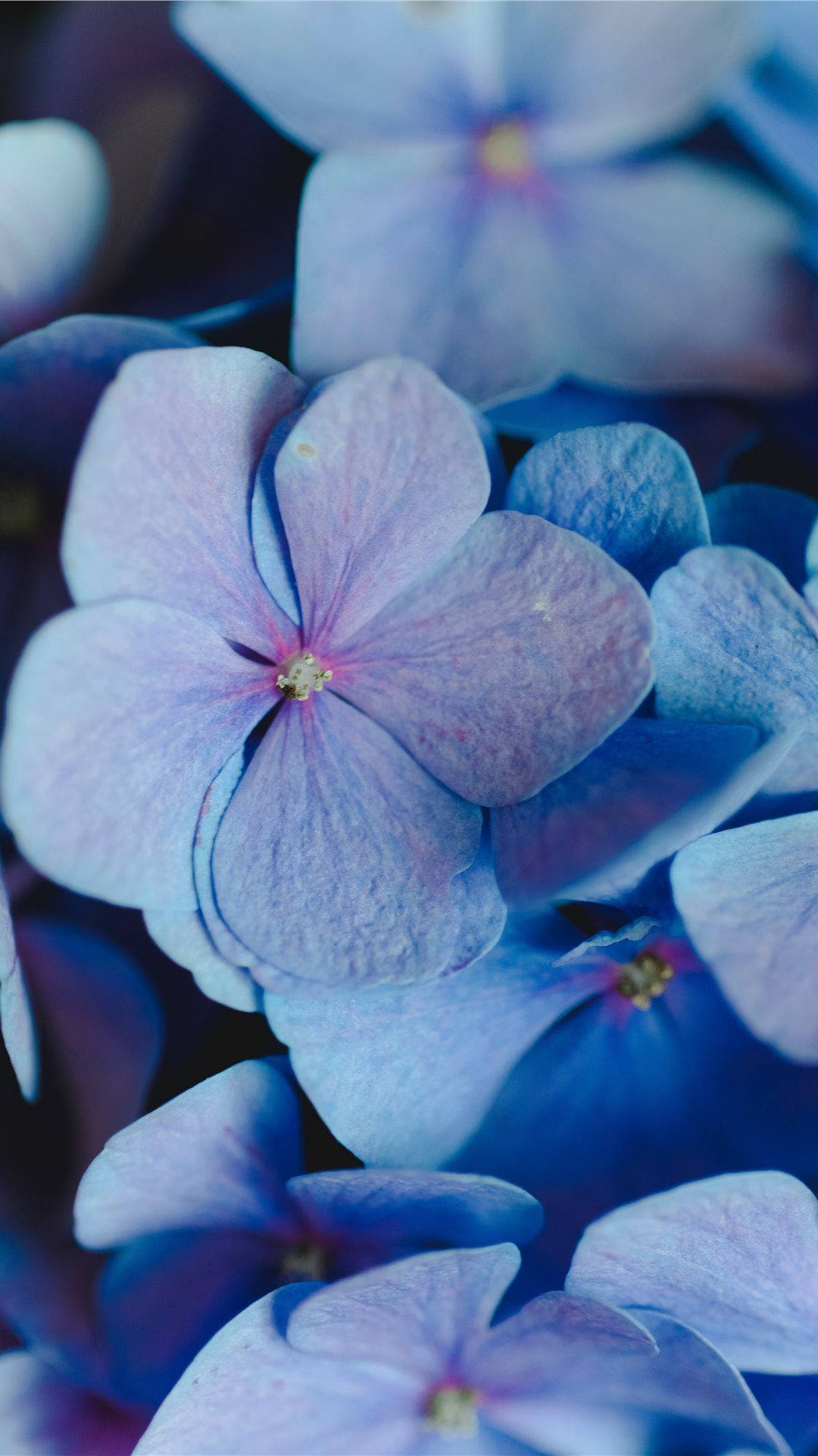 Periwinkle Aesthetic Flowers Background