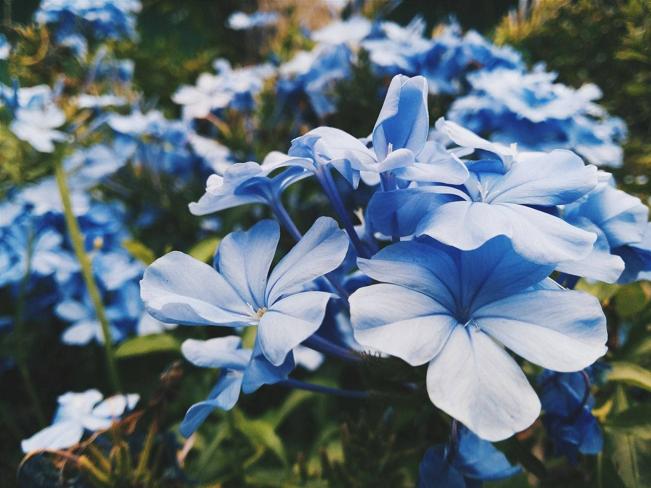Periwinkle Blue Flowers Macro Background