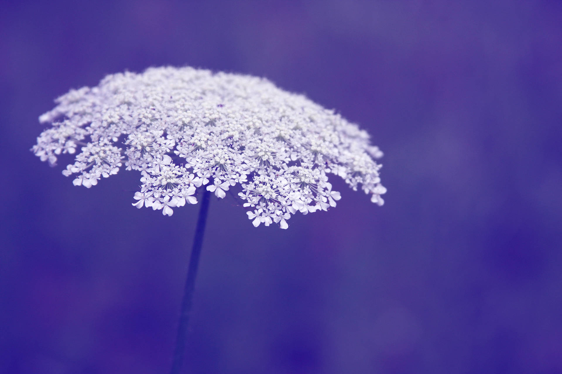 Periwinkle Queen Anne's Lace Background